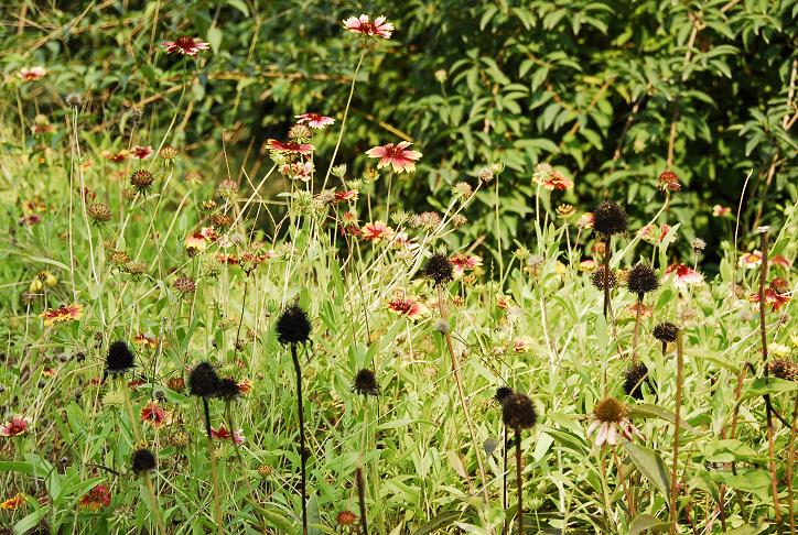 光、影&繁花、枯叶 摄影 截光掠影