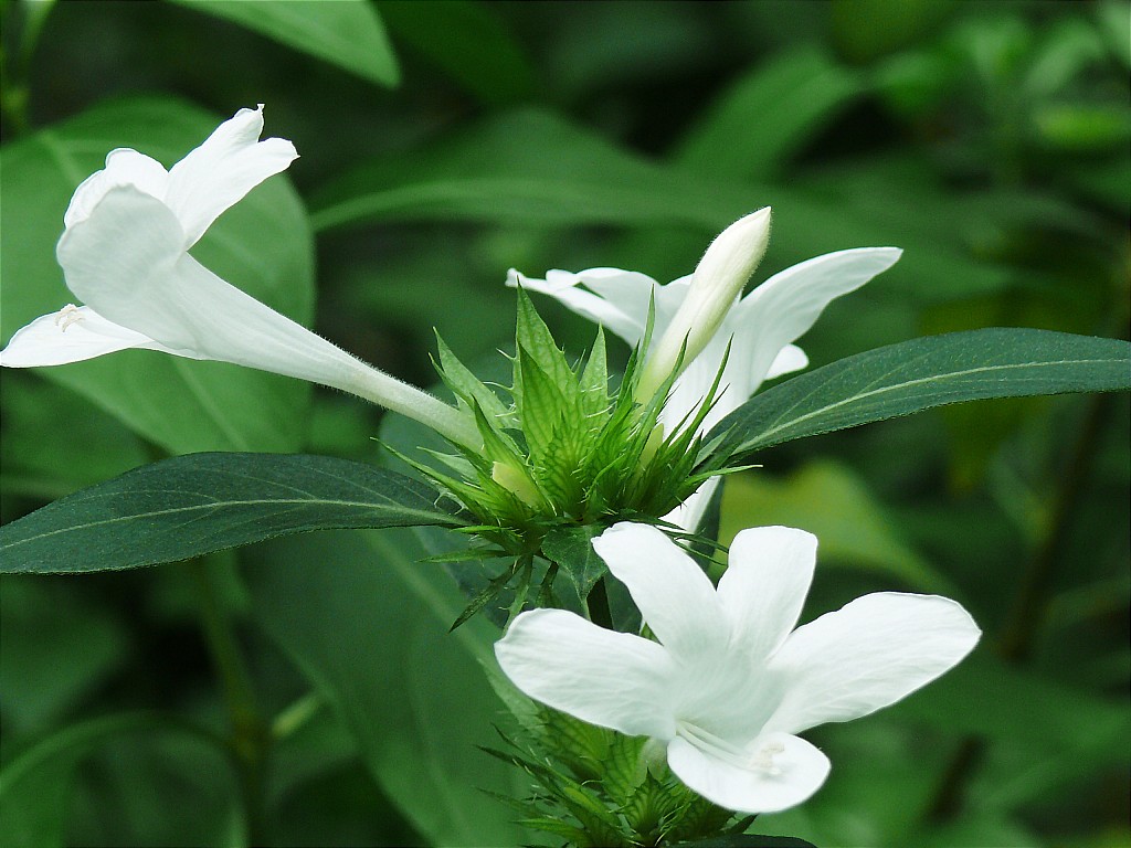 花2 摄影 在远方