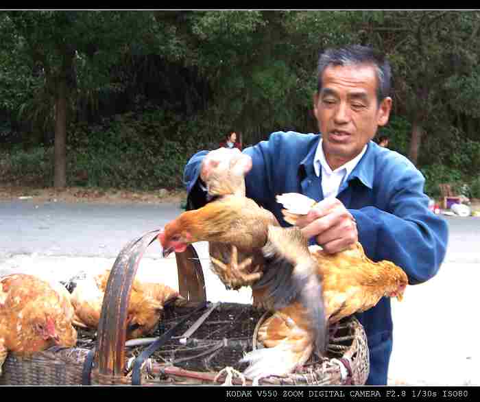 买土鸡 摄影 昭君