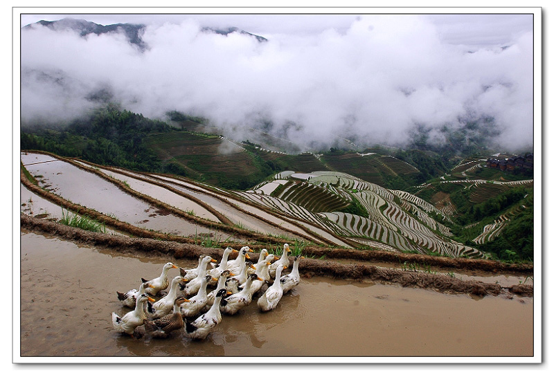 龙 脊 掠 影 ≤2≥ 摄影 阳朔美景