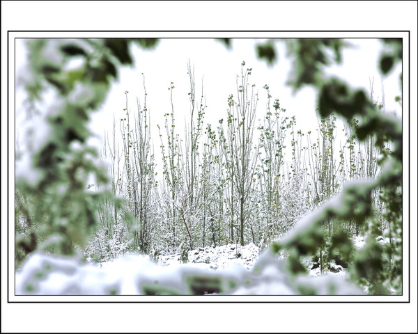 兰州第一场雪 摄影 海珠人