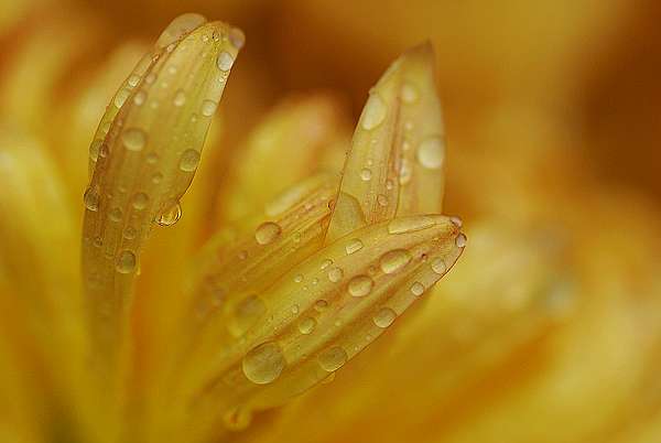 菊 摄影 水灵儿