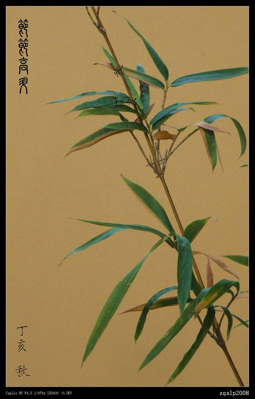 节节高升 摄影 zqslp2008