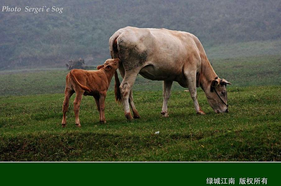 《舞钢——激情中的宁静》 摄影 绿城江南