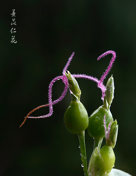 薏苡仁花 摄影 帮个人场