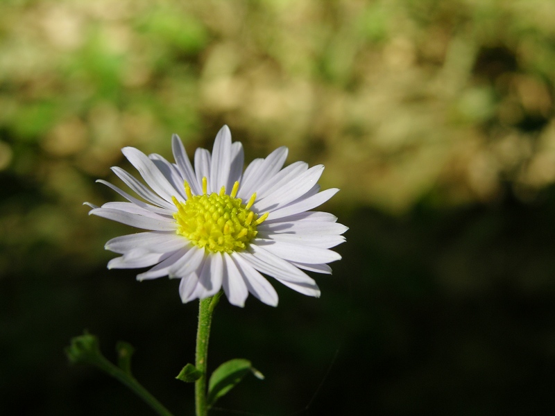 野菊花 摄影 蓝兰