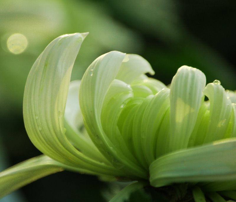 菊(3) 摄影 渭水