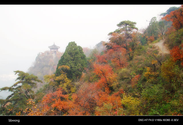 香山红叶 摄影 bbwong