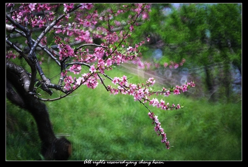 桃花 摄影 Lifephoto