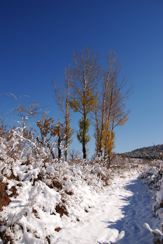 傲立雪中 摄影 郑毅