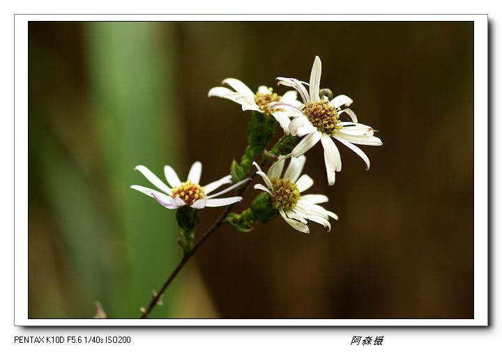 秋花 摄影 海山掠影