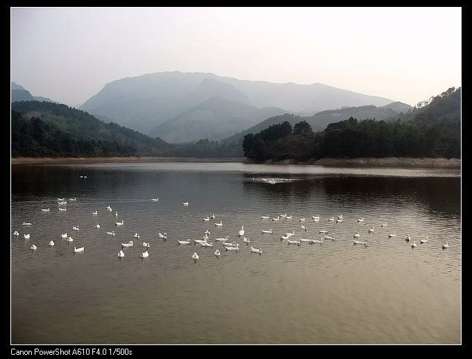 六畜兴旺又一年 摄影 海水思天寒