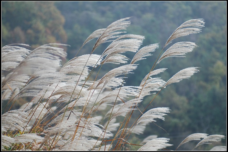 芦花 摄影 满脸青春痘