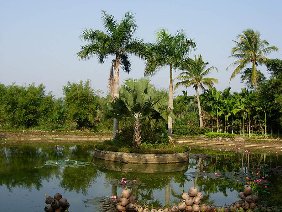 海南植物园一景 摄影 二丑