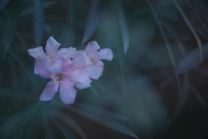 《乡愁》 摄影 苏眉