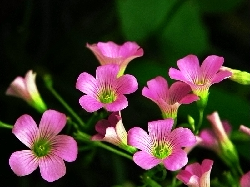 不起眼的花 摄影 情趣花韵