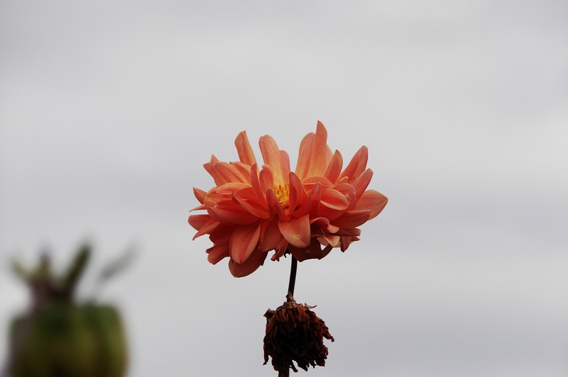 花开花落 摄影 雪莲花