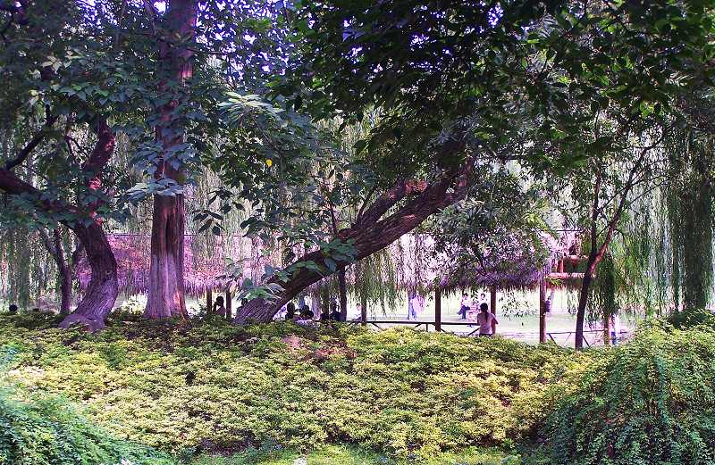 西湖小景 摄影 高山松