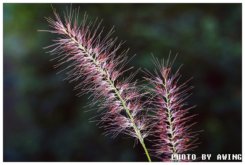 小草 摄影 awing