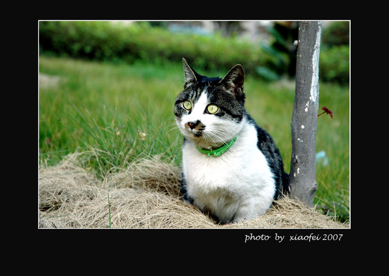 猫咪念想 摄影 谷雨