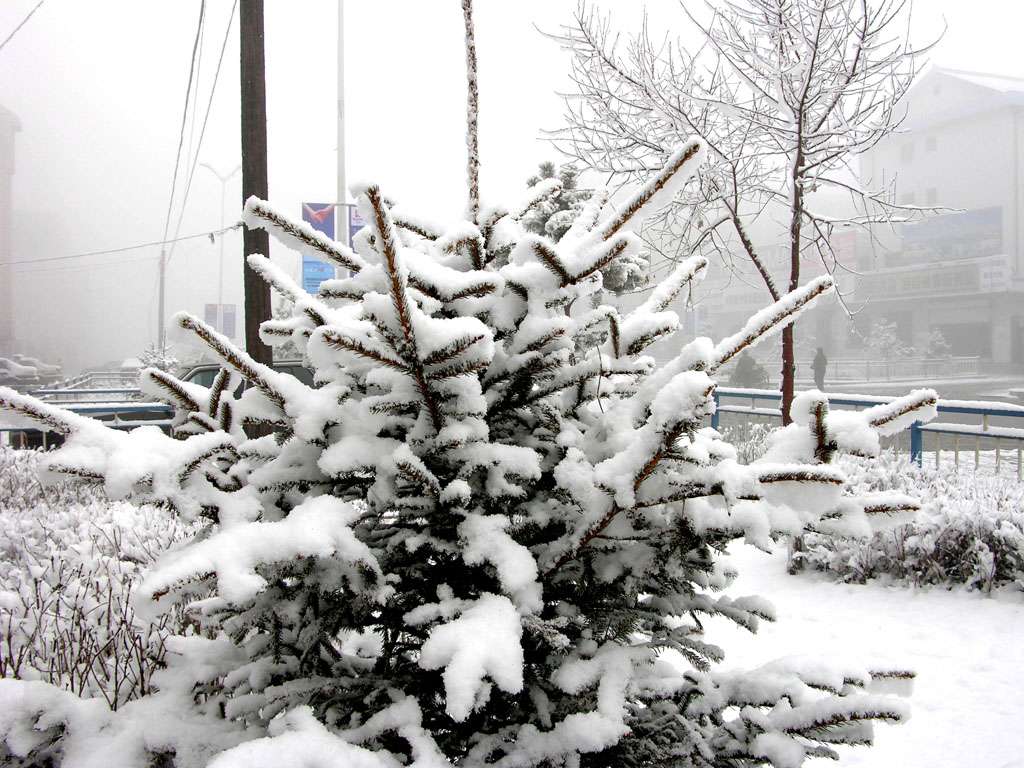 今年春天的最后一场雪 摄影 榆树钱