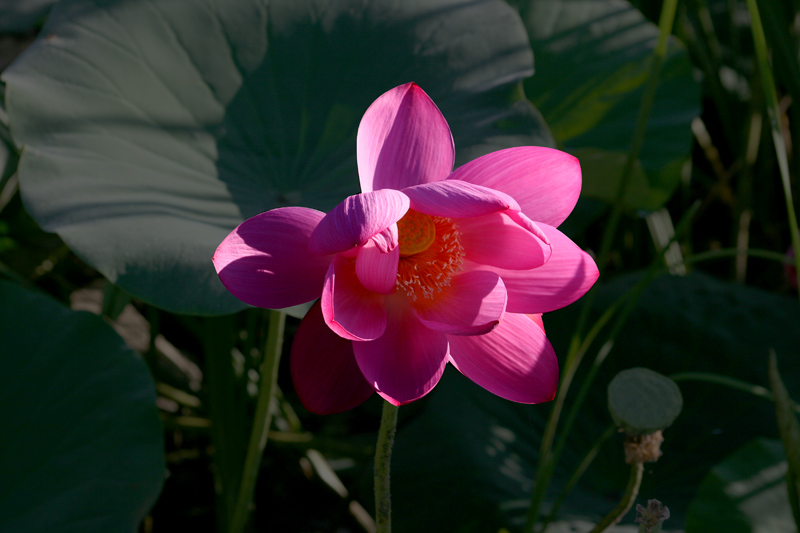 花 荷 摄影 贾广顺