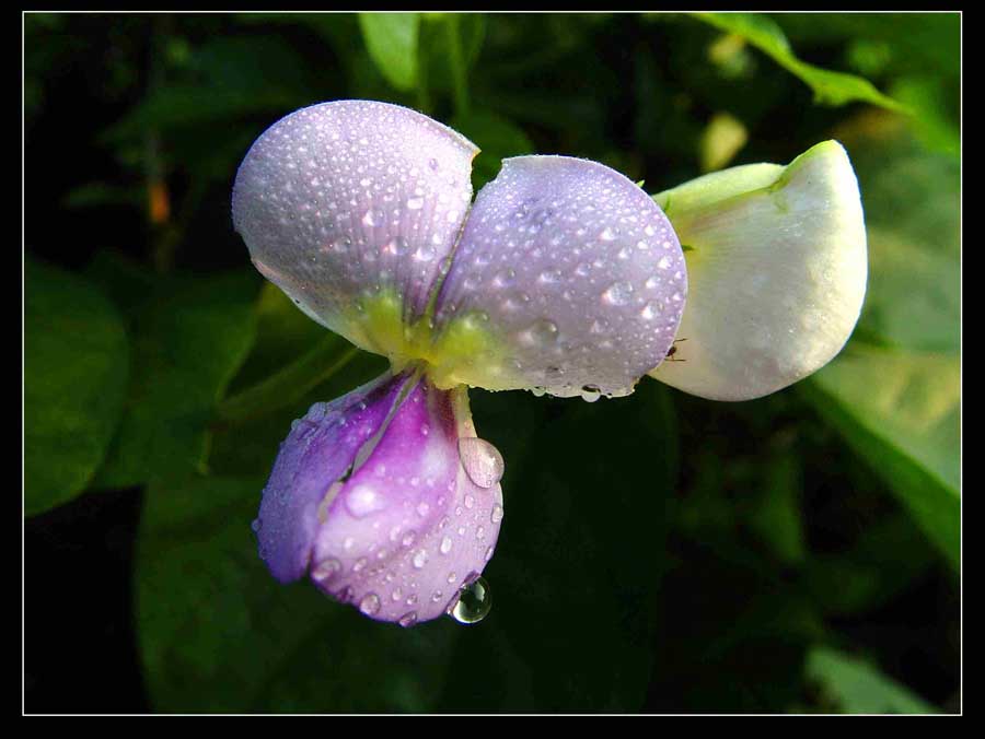 豆角花 摄影 xm258829540