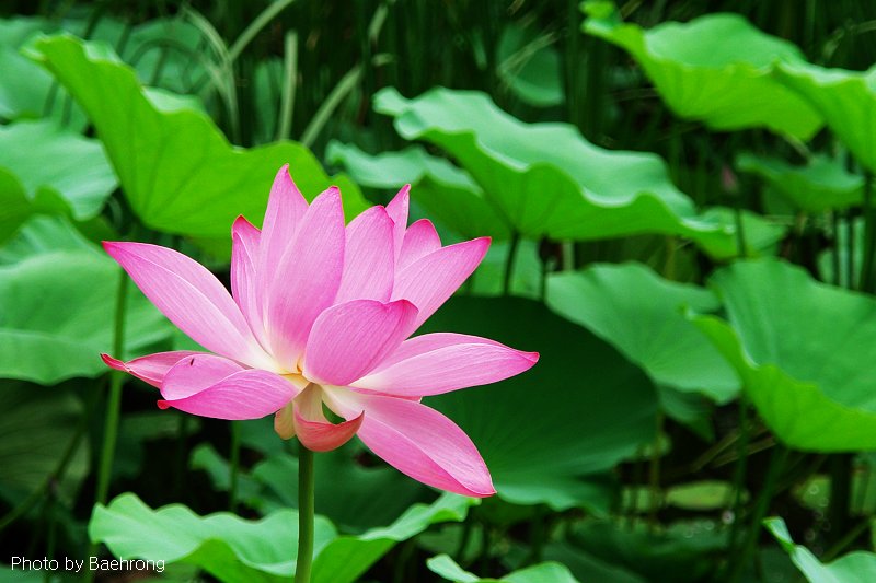 荷花 13 摄影 baehrong