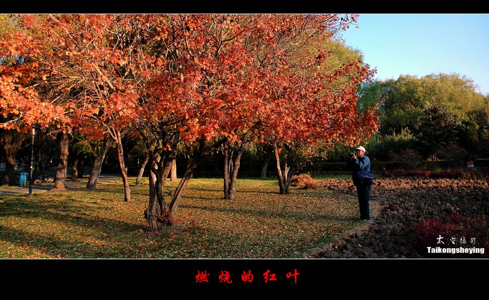 《燃烧的红叶》 摄影 太空