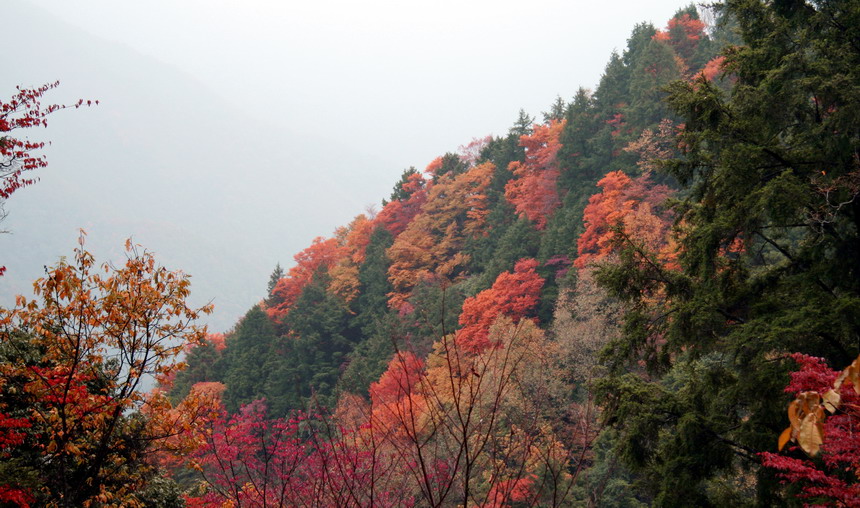 光雾山----秋韵7 摄影 风车车