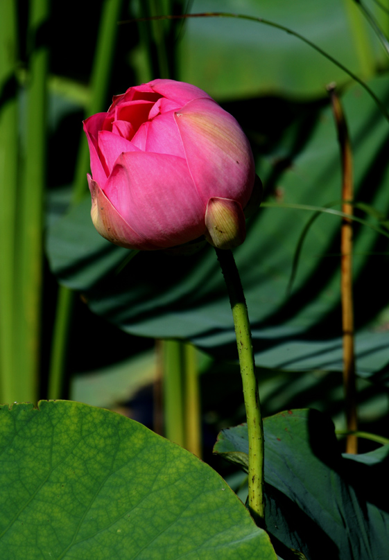 花荷 摄影 贾广顺