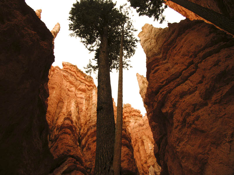 布莱斯峡谷(BRYCE CANYON) 摄影 jackni