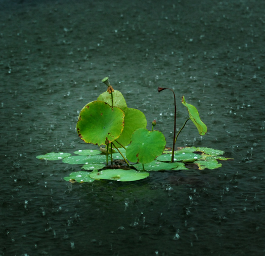 雨  荷 摄影 河边