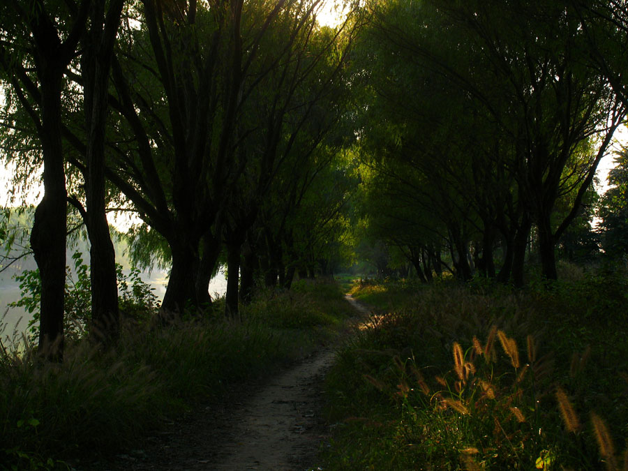 岸 柳 摄影 神山员外