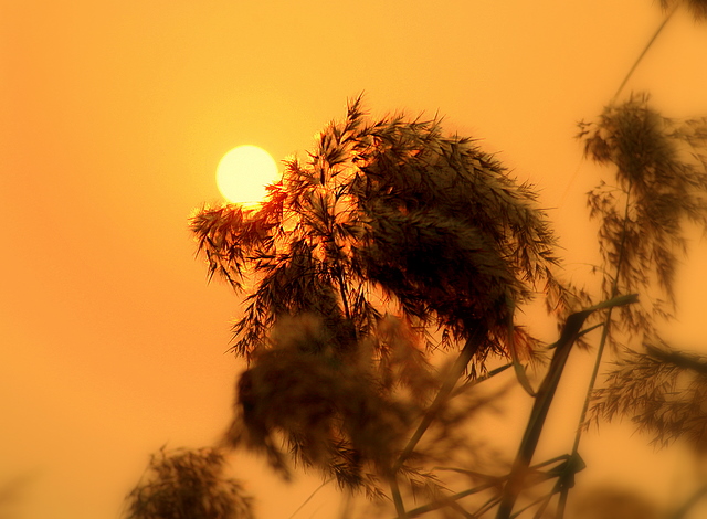 夕之舞 摄影 老憨憨