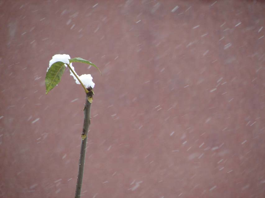 10月28日—雪 摄影 xixilqq