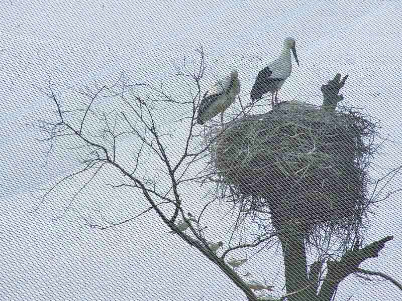 天网中的巢 摄影 尹成