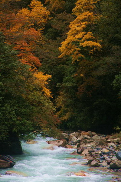 峡谷红叶 摄影 zhangtow