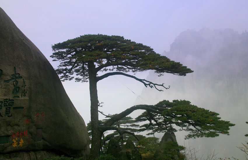 黄山迎客松 摄影 王微