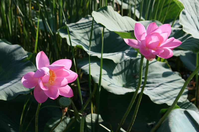 花荷 摄影 贾广顺