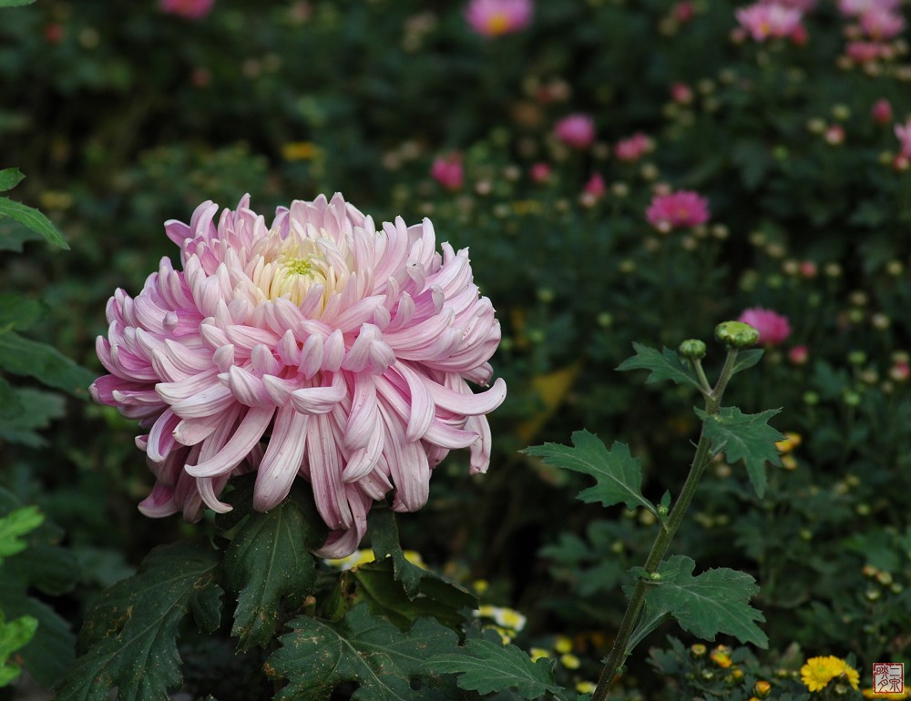 菊 摄影 二泉印月