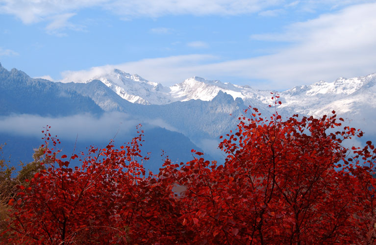 白雪与红叶 摄影 一股风