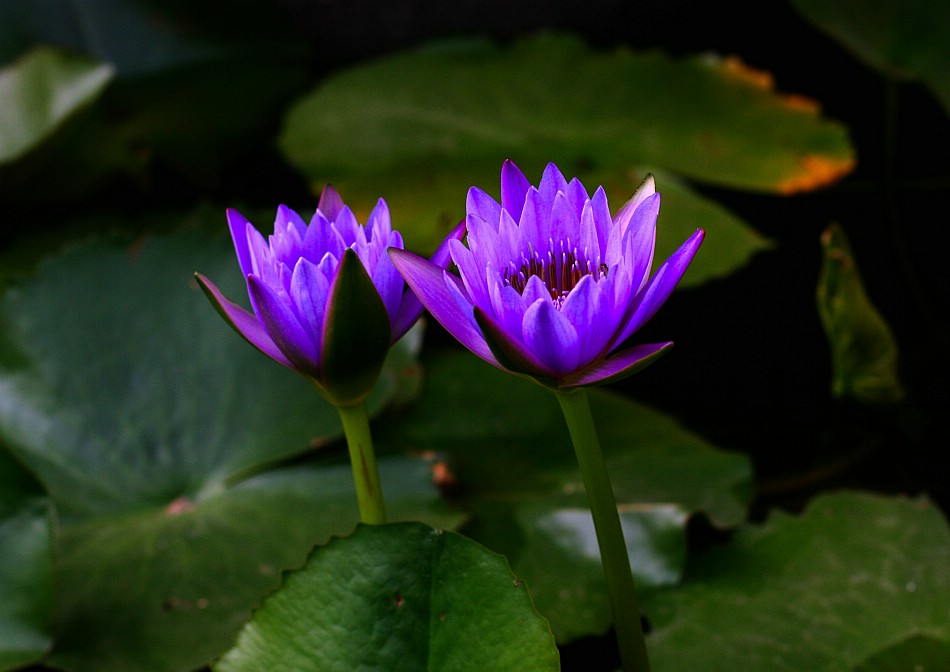 睡莲花(1) 摄影 海华欣