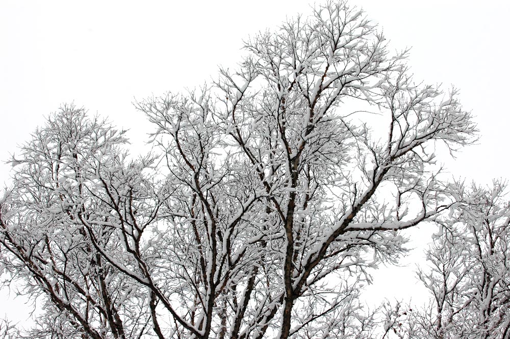 雪景 摄影 金光勋