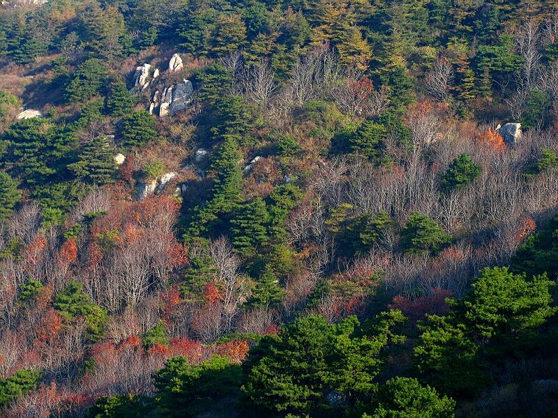 泰山秋色 摄影 神山员外