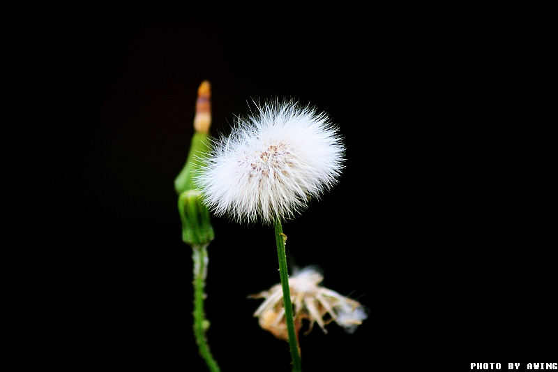 雪绒花 摄影 awing