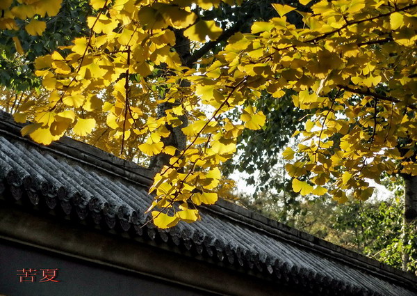 钓鱼台的秋天 摄影 苦夏-雨后