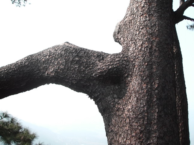 枝如铁 摄影 溪里峰