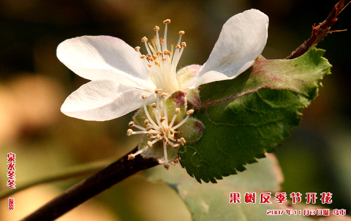 果树反季节开花 摄影 泉水冬冬