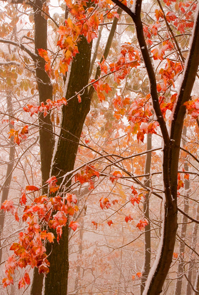 Fall-07, Early Snow, PA/USA 摄影 yuhan